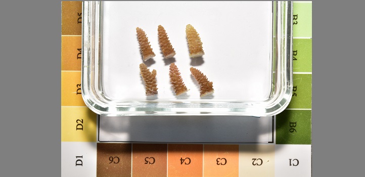 Fragments exposed to the oil pollutant, phenanthrene, are compared against the color index of a Coral Health Chart to observe for signs of bleaching distress.