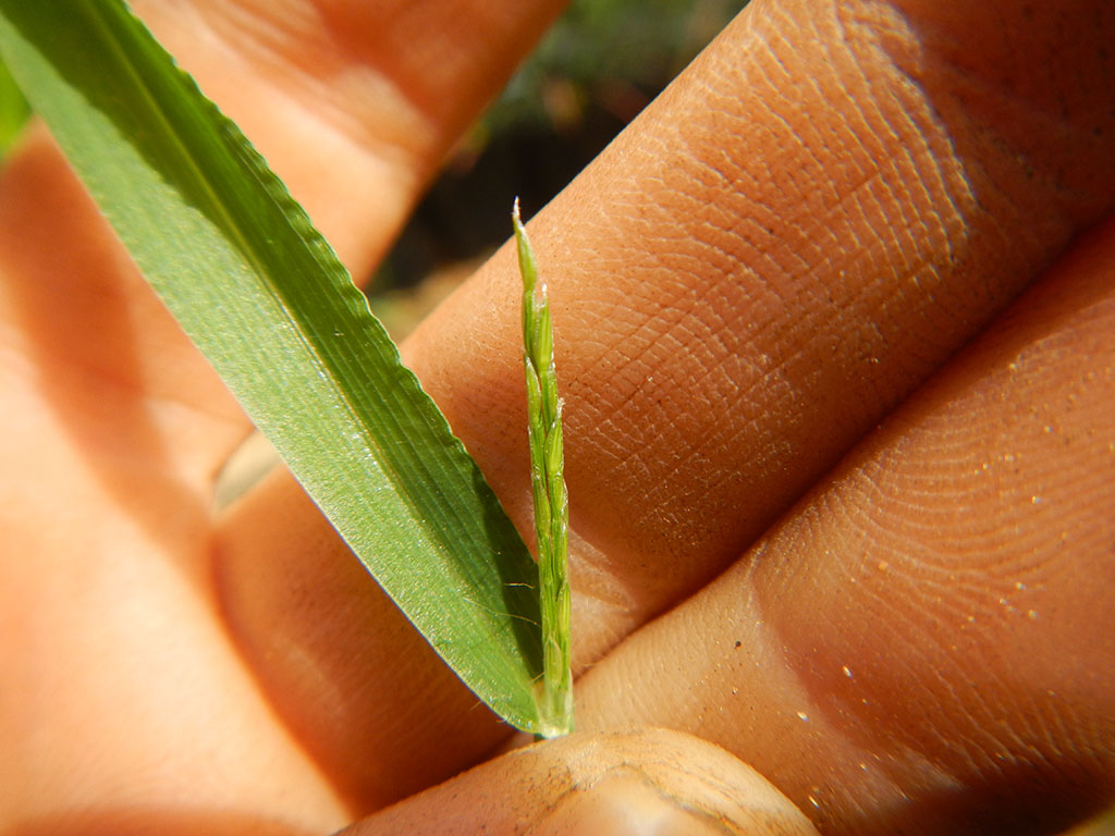 Fonio millet is a promising crop that could be grown sustainably in arid regions.