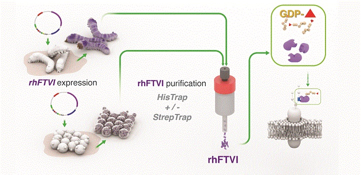 Two expression systems, a silkworm and a yeast, were shown to produce significant amounts of enzymes that are better than currently available commercial enzymes that assist with cord blood transplants.