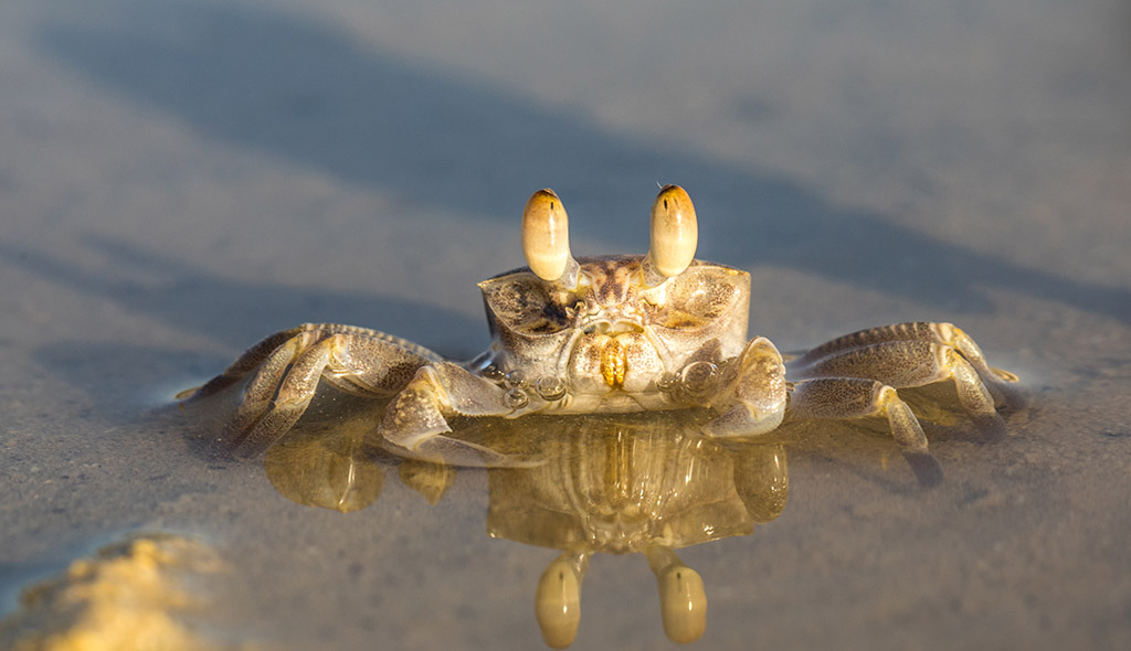 A Red Sea ghost crab sits on the shoreline of the Red Sea.