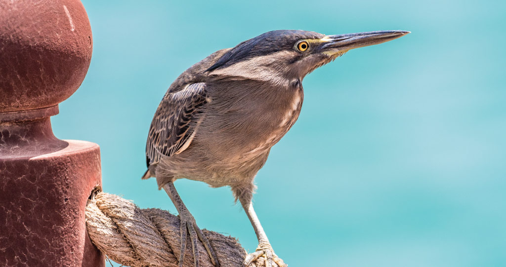 The PAN-Environment project is gathering global data from diverse sources so ecologists can compare animal behavior before, during and after lockdown.