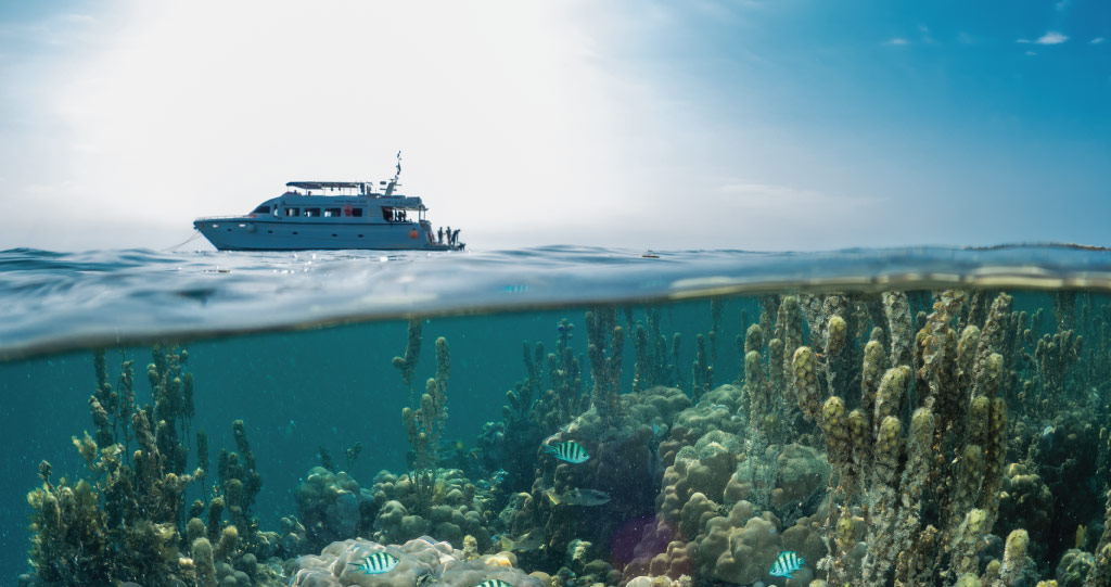 Sound such as that generated by boat engines travels far in water, disrupting sea creatures that use sound to communicate, navigate, hunt, hide and mate.