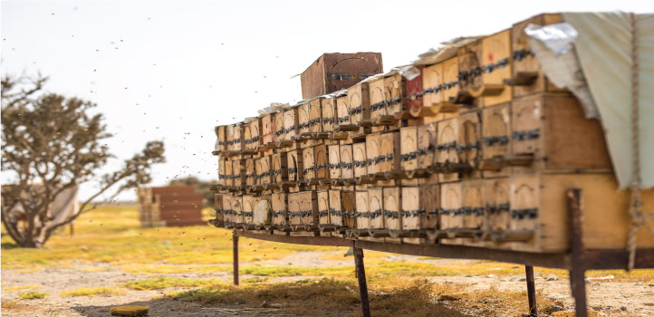 The team gathered hundreds of honeybees that had been freely foraging from local flowers and fields at sites in Italy and Saudi Arabia.