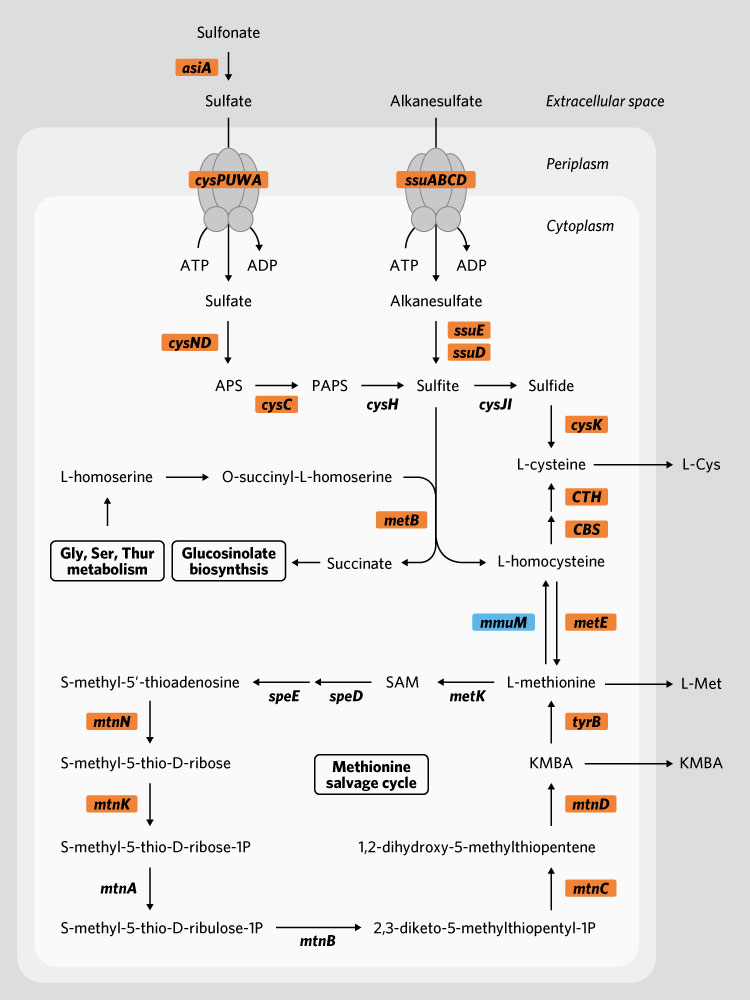 The team found that sulfur metabolism is triggered in SA187 bacteria living inside Arabidopsis roots when under salt stress.