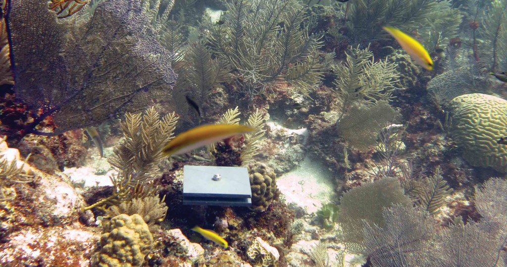 Johnson and her team used special settlement tiles (pictured) that accumulate calcium carbonate over time. Measuring this accumulation indicates the condition and health of the reef.