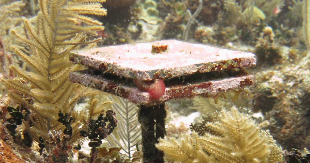 Using a standard method across the globe's coral reefs allows scientists to compare coral reef health globally. In the tile pictured above, calcium carbonate has accumulated on the tile over time along with several other marine species.