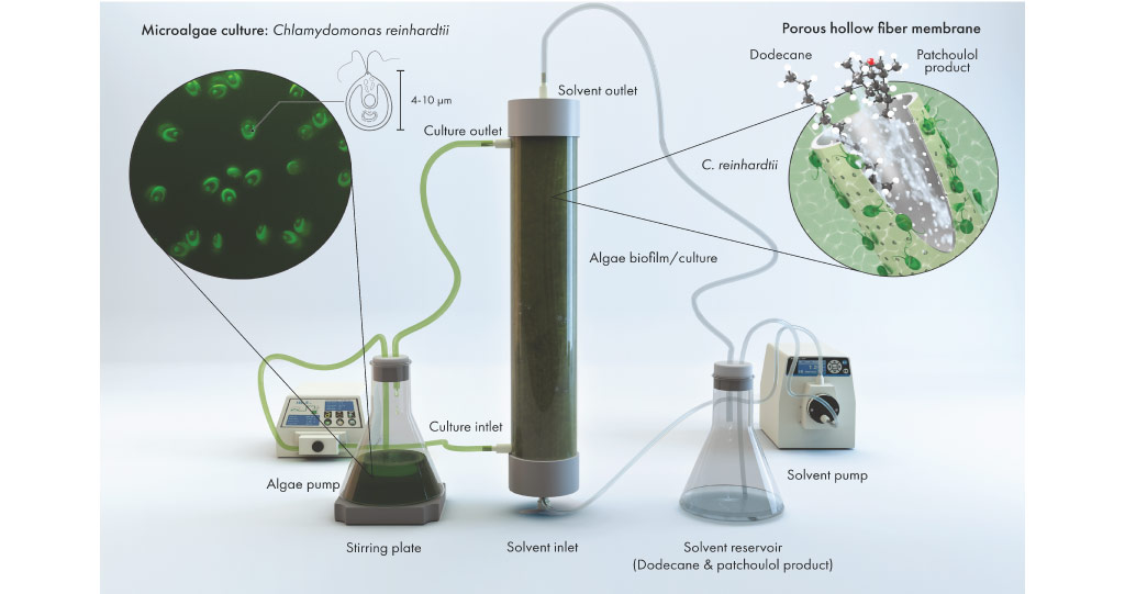 Illustration of the hollow-fiber setup used for the extraction of the desired extract (patchoulol) from the microalgae culture. Patchoulol is a valuable compound widely used in the perfume industry.