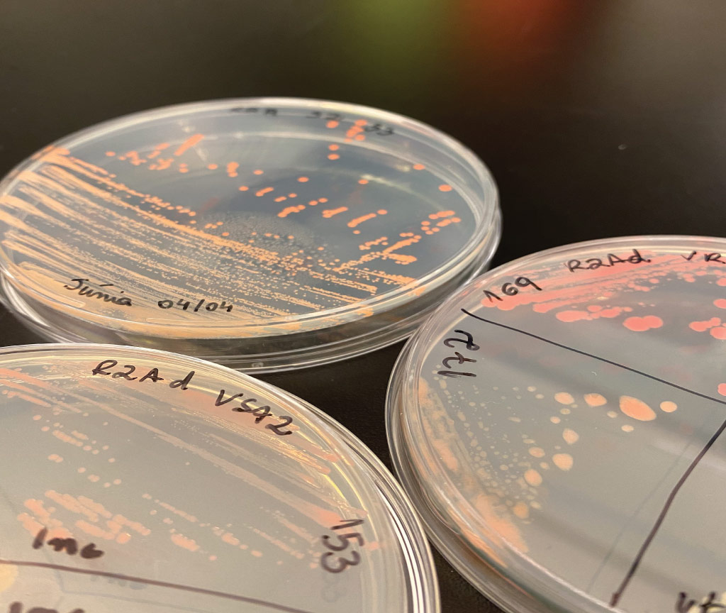 The team cultivated and performed genomic analysis on the bacterial strains that they collected from two geothermal sites.