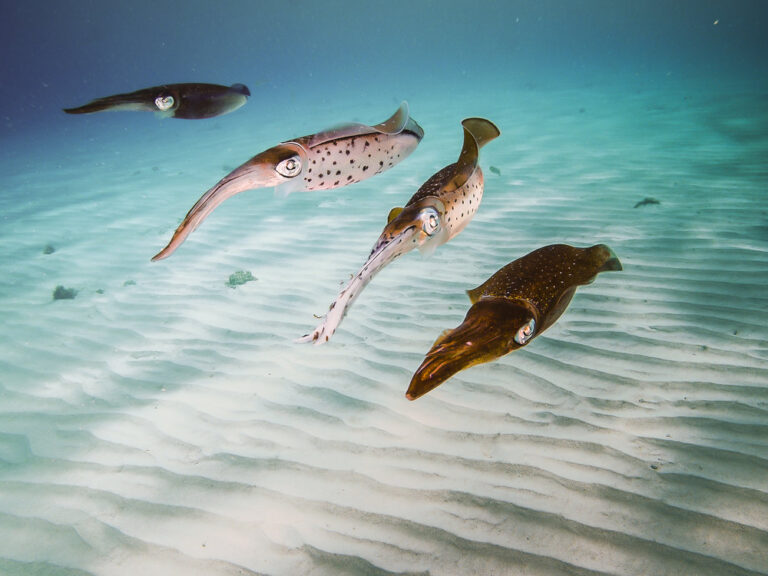 Squid squad