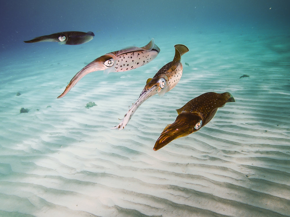 Squid squad