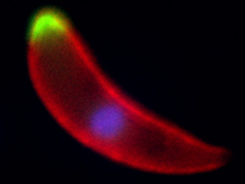 A Plasmodium ookinete, the developmental stage that invades the mosquito midgut, with two different phosphatases shown in green, the surface of the parasite marked in red and the nucleus stained in blue