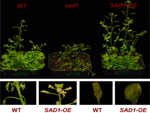 How Arabidopsis plants look like when Sad1 – the gene encoding the protein LSm5 –  is knocked down (sad1), compared to plants where Sad1 is overexpressed (SAD1-OE) and the wild type (WT).
