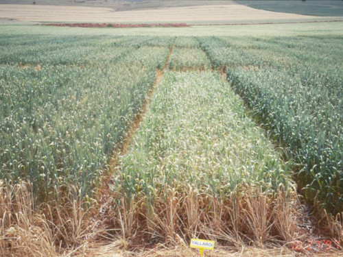 Field trials are key to translating the CDA’s research into crop breeding: here, a field trial shows naturally-occurring variation in salinity tolerance between wheat varieties.
