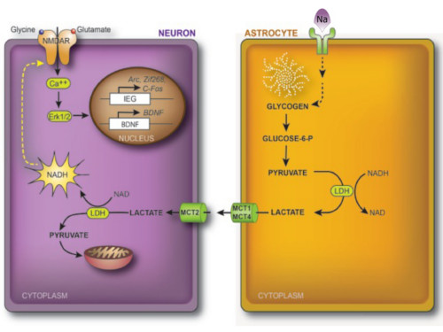 Lactate produced by astrocytes from glycogen molecules that they store is transported to neurons via monocarboxylate transporters (MCTs). Upon conversion to pyruvate, NADH is formed which positively modulates the activity of the glutamate receptor subtype NMDAR. This positive modulation results in the induction of plasticity genes.