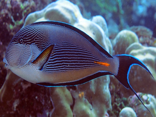 Gut bacteria in reef fish are found to depend on their diet: pictured is the Sohal surgeonfish, Acanthurus sohal.