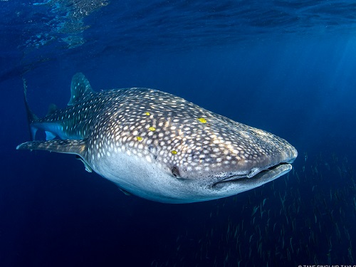 Thirty whale sharks in Tanzania’s Kilindoni Bay were tagged with acoustic transmitters, each of which generated a distinct signaling pattern.