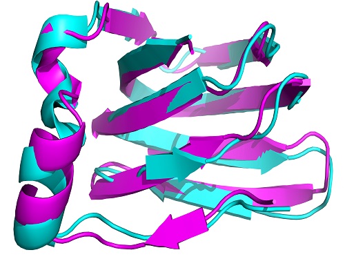 An automatically calculated structure for the protein TM1112, derived from NMR spectra.