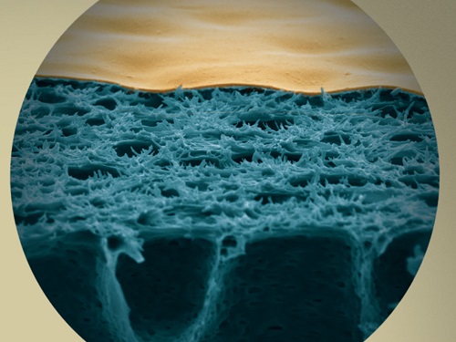 The process of complexation-induced phase separation produces membranes with a dense surface layer (gold-colored) on a more porous region (blue).