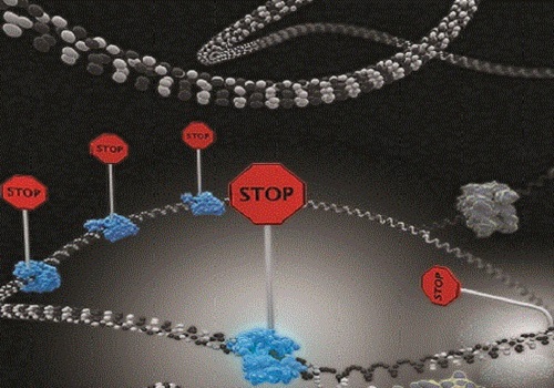 Single-molecule imaging reveals that DNA replication termination in E. coli is mediated by kinetic competition between speed of strand separation by the replisomal helicase and rearrangement of Tus−Ter interactions during separation of the first six base pairs of Ter. Multiple termination sites are required to insure fork stoppage.