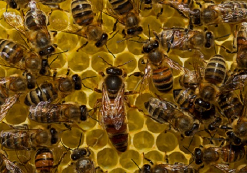 Worker bees start out as nurses tending the hive before moving to outside roles as foragers.