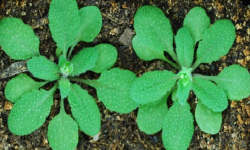 Plants with deletions of HOS5, RS40 and RS41 (right) could be more resistant to harsh conditions compared to genetically unmodified plants (left).