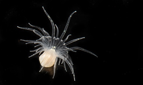 Analysis of the complete genome for the sea anemone Aiptasia helps in the understanding of cnidarian-algae symbiosis. Findings include a new class of proteins and groups of inherited genes coming from the algae, and suggest that Aiptasia can be a viable model for studying coral-algae symbiosis.