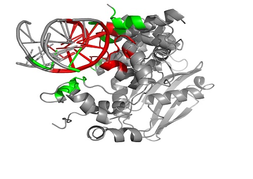 The PROSTA-inter program first finds the DNA binding interfaces (highlighted in green and red) of two molecular complexes (3OH9 and 2BZF) and then identifies the regions shared (highlighted in red) between the two interaction interfaces.