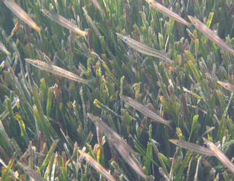 Seagrass provides food and shelter for a wide range of marine organisms, including fish, crabs and turtles.