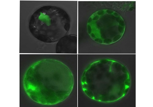 Top row shows that fluorescently-labeled eIF4AIII localizes in the nucleus of normal Arabidopsis cells (left), but shifts to the cytoplasm in mutants lacking FRY2 (right). Bottom row shows that treatment with a chemical that inhibits FRY2 has a similar effect on eIF4AIII localization in both normal and mutant cells.