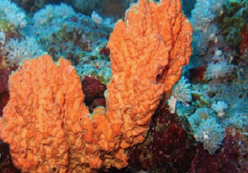The sea sponge Stylissa carteri may have potential for antiviral compounds