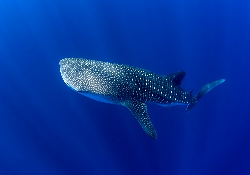 Each whale shark has a unique set of stripes and spots, making it feasible to identify individuals at a site.