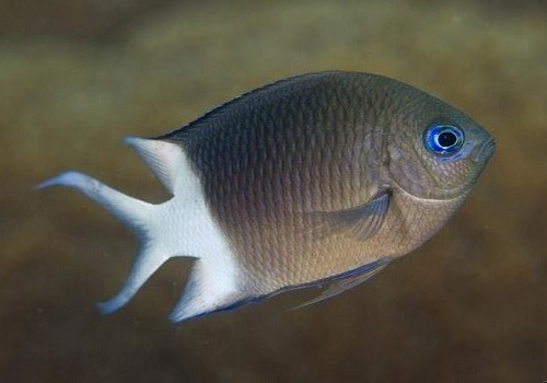 KAUST researchers have shown that one type of damselfish can produce offspring capable of tolerating the predicted higher CO2 conditions of future oceans.