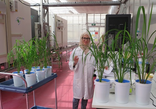 Nadia Al-Tamimi at the Plant Accelerator facility, which has enabled for the first time the careful and systematic study of rice plants’ early responses to salt stress.