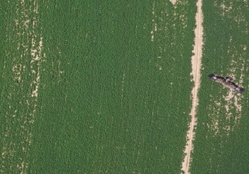 A steppe eagle in flight over crops was photographed by an unmanned aerial vehicle from above the fields during trials by McCabe’s team in Saudi Arabia.