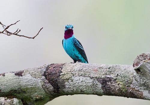 The nanoporous feathers of the plum-throated cotinga bird inspired the KAUST team's approach.