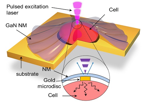 The gallium nitride nanomembrane (GaN NM) is shown attached to a cell. When a pulsed laser is directed onto the nanomembrane, heat is transferred to the cell via a gold microdisc. By monitoring the emitted photoluminescent light (blue arrows), the researchers can calculate the thermal transport properties of the cell.