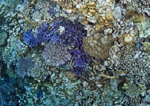 The symbiosis between photosynthetic dinoflagellate algae and stony corals underpins the three-dimensional structure of coral reefs that provides a habitat for thousands of different species.