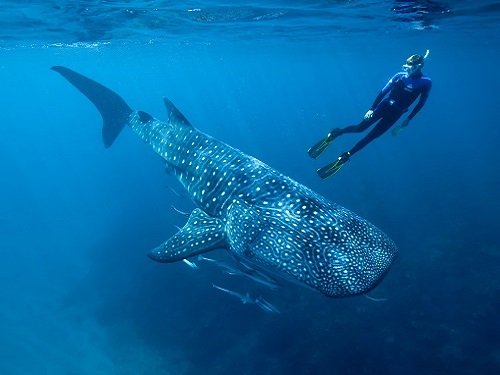 Humans and whale sharks have more in common than you might expect.