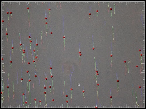 Single-cell tracking trajectories (flow is bottom to top) of cells expressing E-selectin (red spheres) rolling over CD44 purified from T cells over time.