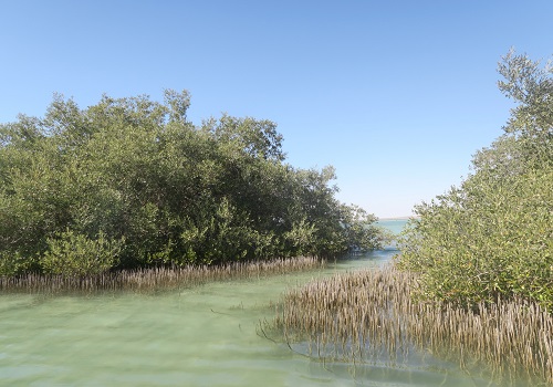 Mangrove forests in the Red Sea.