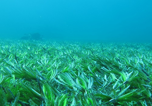 Seagrass meadow in the Red Sea.