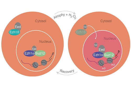 A schematic model of cytosolic Ezh1ß function in postmitotic differentiated muscle cells.