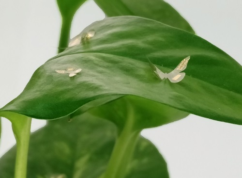 Butterfly-shaped sensors record and wirelessly report back on a plant’s growing conditions.