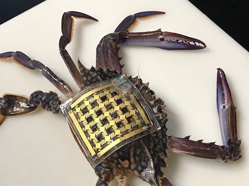 A soft, flexible electronic patch recorded this crab’s movements for 60 days.