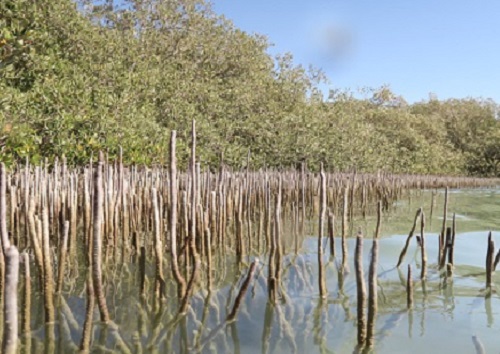 Mangroves can provide a physical buffer that helps to protect coasts from sea level rise and increased storm surges