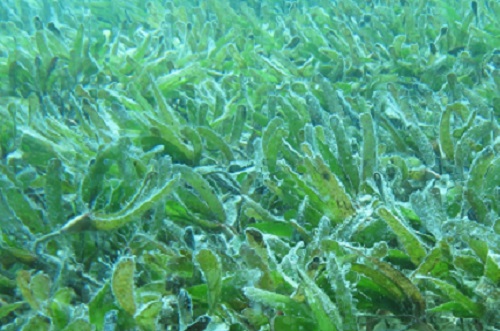 Vulnerable seagrass meadows would benefit from reducing stressors such as disturbance from anchors and reduction of nutrient-rich runoff from adjacent land.