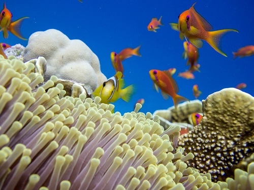 Cnidarians (corals and anemones) form the habitat for a vast diversity of reef fishes and other species.