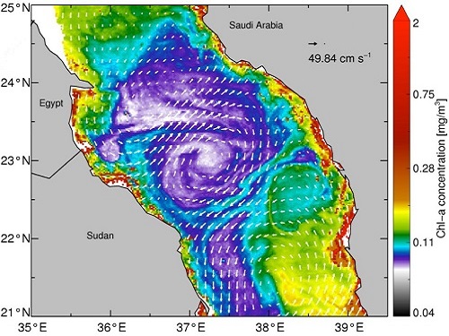 Chlorophyll concentrations and surface currents in the Red Sea inferred from color and height observations by satellite imagery.