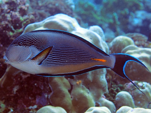 Acanthurus sohal are reported to feed on either turfing or filamentous red and green algae.