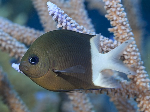 The spiny damselfish (Acanthochromis polyacanthus) is providing insights into how fish deal with ocean acidification.